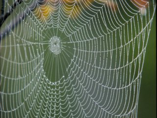 Spider Web